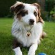MYLUCKYTAG Stainless Steel QR Code Pet ID Tags Dog Tags - Pet Online Profile - Scan QR Get Instant Pet Location Alert Email MYLUCKYTAG Stainless Steel QR Code Pet ID Tags Dog Tags - Pet Online Profile - Scan QR Get Instant Pet Location Alert Email