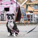 Max & Molly Urban Pets Soft Padded Neoprene Dog Collar with Smart ID Gotcha! QR Pet Safety Tag, Durable, Waterproof, Odourless, Machine Washable, Collar for Dogs Max & Molly Urban Pets Soft Padded Neoprene Dog Collar with Smart ID Gotcha! QR Pet Safety Tag, Durable, Waterproof, Odourless, Machine Washable, Collar for Dogs