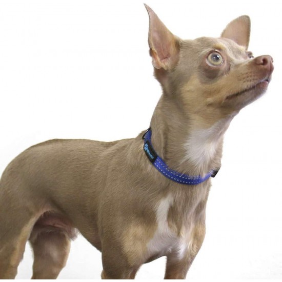Max and Neo NEO Reflective Nylon Dog Collar with Buckle - X-Small, Teal Max and Neo NEO Reflective Nylon Dog Collar with Buckle - X-Small, Teal