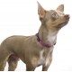 Max and Neo NEO Reflective Nylon Dog Collar with Buckle - X-Small, Teal Max and Neo NEO Reflective Nylon Dog Collar with Buckle - X-Small, Teal