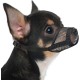 Mayerzon Dog Muzzle Soft Mesh Muzzle for Small Medium Large Dogs Chihuahua Poodle Husky Labrador Retriever Breathable Dog Mouth Guard for Biting Chewing Grooming Mayerzon Dog Muzzle Soft Mesh Muzzle for Small Medium Large Dogs Chihuahua Poodle Husky Labrador Retriever Breathable Dog Mouth Guard for Biting Chewing Grooming