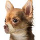 Mayerzon Short Snout Dog Muzzle, Small Muzzle for Chihuahua, Shih Tzu, American Bully Boxer Puppies, Soft Fabric Muzzles for Grooming, Veterinarian Visits, Prevents Biting
