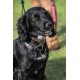 Mikki Training Anti-Pull Harness with Reflective Collar, Black, Large Mikki Training Anti-Pull Harness with Reflective Collar, Black, Large