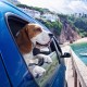 Molain 4 Pack Dog Tag Clips with 10 Pieces Dog Tag Rings Durable Dog Tags with Rings for Dogs and Cats Collar Harnesses Molain 4 Pack Dog Tag Clips with 10 Pieces Dog Tag Rings Durable Dog Tags with Rings for Dogs and Cats Collar Harnesses