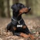 Molain 4 Pack Dog Tag Clips with 10 Pieces Dog Tag Rings Durable Dog Tags with Rings for Dogs and Cats Collar Harnesses Molain 4 Pack Dog Tag Clips with 10 Pieces Dog Tag Rings Durable Dog Tags with Rings for Dogs and Cats Collar Harnesses