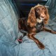 Mountain Paws Dog Seat Belt for Cars, Dog Harness for Car, Fully Adjustable with Durable Webbing Mountain Paws Dog Seat Belt for Cars, Dog Harness for Car, Fully Adjustable with Durable Webbing
