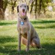 Nite Ize Wearabout™ Pet Clippable Tracker Holder - Blue Nite Ize Wearabout™ Pet Clippable Tracker Holder - Blue