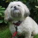 Nobby Linen Deluxe Dog Collar Length 23-30 cm Width 16 mm Black / Grey