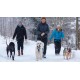 Non-Stop Dogwear Half Harness (3) Non-Stop Dogwear Half Harness (3)