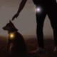 Novkin Rechargeable 2 Pack Dog Light, Waterproof LED Dog Collar Light Attach to Collar, Lead or Strap, Safety Light for Night Hiking, Camping Novkin Rechargeable 2 Pack Dog Light, Waterproof LED Dog Collar Light Attach to Collar, Lead or Strap, Safety Light for Night Hiking, Camping