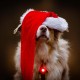 Orbiloc Dog Dual LED Light for Dogs