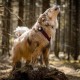 Orbiloc Dog Dual LED Light for Dogs