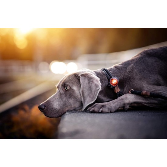 Orbiloc Dog Dual LED Light for Dogs Orbiloc Dog Dual LED Light for Dogs