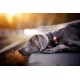 Orbiloc Dog Dual LED Light for Dogs