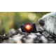 Orbiloc Dog Dual LED Light for Dogs