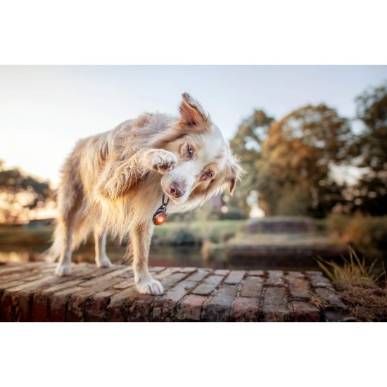 Orbiloc Dog Dual LED Light for Dogs Orbiloc Dog Dual LED Light for Dogs