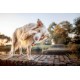 Orbiloc Dog Dual LED Light for Dogs