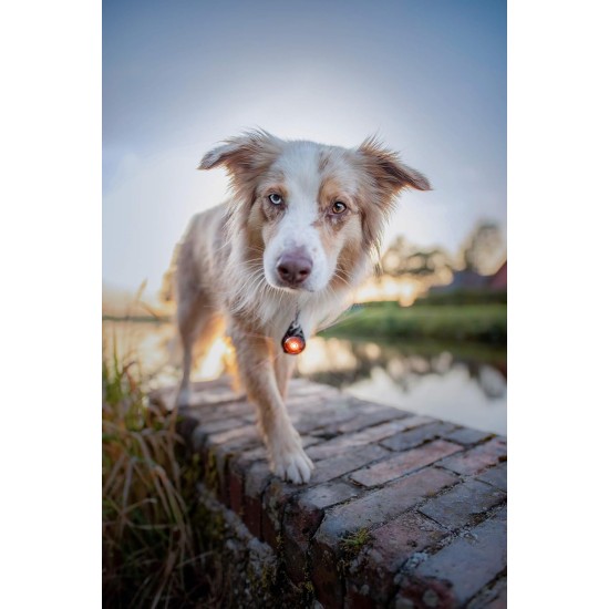 Orbiloc Dog Dual LED Light for Dogs Orbiloc Dog Dual LED Light for Dogs