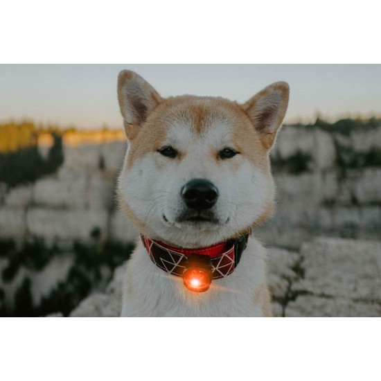 Orbiloc Dog Dual LED Light for Dogs Orbiloc Dog Dual LED Light for Dogs