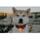 Orbiloc Dog Dual LED Light for Dogs