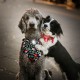 Orbiloc Dog Dual LED Light for Dogs