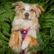 Orbiloc Dog Dual LED Light for Dogs