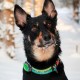 Orbiloc Dog Dual LED Light for Dogs