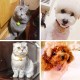 Pack of 16 Dog Bell, Dog Bells, Cat Bell for Dog Collar Charm, Colourful Metal Bell, Cat Bell Pendant Bells Dog Necklace Accessories Decoration, Pet Pendant Accessories Pack of 16 Dog Bell, Dog Bells, Cat Bell for Dog Collar Charm, Colourful Metal Bell, Cat Bell Pendant Bells Dog Necklace Accessories Decoration, Pet Pendant Accessories