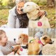 Pack of 2 Dog Tag Bag with Press Stud, Dog Tag, Military Dog ID Silencer, Ring Dog Silencer Delivered, Dog Tags, Address Tags for Dogs, Cats, ID Tag, Dog Tag, Animal Tag, Colourful Pack of 2 Dog Tag Bag with Press Stud, Dog Tag, Military Dog ID Silencer, Ring Dog Silencer Delivered, Dog Tags, Address Tags for Dogs, Cats, ID Tag, Dog Tag, Animal Tag, Colourful