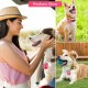 Pack of 2 Dog Tag Bag with Press Stud, Dog Tag, Military Dog ID Silencer, Ring Dog Silencer Delivered, Dog Tags, Address Tags for Dogs, Cats, ID Tag, Dog Tag, Animal Tag, Colourful Pack of 2 Dog Tag Bag with Press Stud, Dog Tag, Military Dog ID Silencer, Ring Dog Silencer Delivered, Dog Tags, Address Tags for Dogs, Cats, ID Tag, Dog Tag, Animal Tag, Colourful