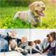 Pack of 2 Dog Tag Bag with Press Stud, Dog Tag, Military Dog ID Silencer, Ring Dog Silencer Delivered, Dog Tags, Address Tags for Dogs, Cats, ID Tag, Dog Tag, Animal Tag, Colourful Pack of 2 Dog Tag Bag with Press Stud, Dog Tag, Military Dog ID Silencer, Ring Dog Silencer Delivered, Dog Tags, Address Tags for Dogs, Cats, ID Tag, Dog Tag, Animal Tag, Colourful