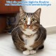 Pack of 7 Personalised Address Tags for Dogs Cats, Dog Collar Pendants, Key Ring, Address Tag Dogs, Address Capsule for Pets, Cats, Dogs Pack of 7 Personalised Address Tags for Dogs Cats, Dog Collar Pendants, Key Ring, Address Tag Dogs, Address Capsule for Pets, Cats, Dogs