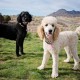 PawView Smart Pet ID Tag with QR Code & NFC - Waterproof Silicone Bow Tie Dog Tag for Lost Pet Recovery - Customizable, No GPS Required, Free App (Black) PawView Smart Pet ID Tag with QR Code & NFC - Waterproof Silicone Bow Tie Dog Tag for Lost Pet Recovery - Customizable, No GPS Required, Free App (Black)