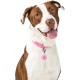 PawView Smart Pet ID Tag with QR Code & NFC - Waterproof Silicone Bow Tie Dog Tag for Lost Pet Recovery - Customizable, No GPS Required, Free App (Black) PawView Smart Pet ID Tag with QR Code & NFC - Waterproof Silicone Bow Tie Dog Tag for Lost Pet Recovery - Customizable, No GPS Required, Free App (Black)