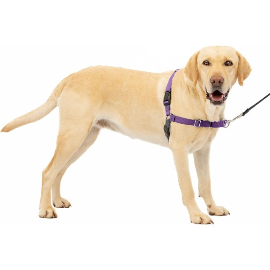 PetSafe, Easy Walk Dog Harness, The Ultimate No Pull Harness for Walks, Take Control and Teach Better Leash Behavior Small, Petrol/Grey PetSafe, Easy Walk Dog Harness, The Ultimate No Pull Harness for Walks, Take Control and Teach Better Leash Behavior Small, Petrol/Grey