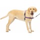 PetSafe, Easy Walk Dog Harness, The Ultimate No Pull Harness for Walks, Take Control and Teach Better Leash Behavior Small, Petrol/Grey