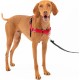 PetSafe, Easy Walk Dog Harness, The Ultimate No Pull Harness for Walks, Take Control and Teach Better Leash Behavior Small, Petrol/Grey