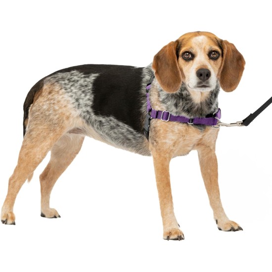PetSafe, Easy Walk Dog Harness, The Ultimate No Pull Harness for Walks, Take Control and Teach Better Leash Behavior Small, Petrol/Grey PetSafe, Easy Walk Dog Harness, The Ultimate No Pull Harness for Walks, Take Control and Teach Better Leash Behavior Small, Petrol/Grey