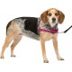 PetSafe, Easy Walk Dog Harness, The Ultimate No Pull Harness for Walks, Take Control and Teach Better Leash Behavior Small, Petrol/Grey