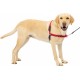 PetSafe, Easy Walk Dog Harness, The Ultimate No Pull Harness for Walks, Take Control and Teach Better Leash Behavior Small, Petrol/Grey