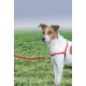 PetSafe, Easy Walk Dog Harness, The Ultimate No Pull Harness for Walks, Take Control and Teach Better Leash Behavior Small, Petrol/Grey