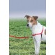PetSafe, Easy Walk Dog Harness, The Ultimate No Pull Harness for Walks, Take Control and Teach Better Leash Behavior Small, Petrol/Grey PetSafe, Easy Walk Dog Harness, The Ultimate No Pull Harness for Walks, Take Control and Teach Better Leash Behavior Small, Petrol/Grey