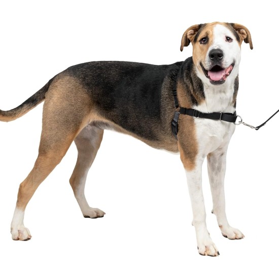 PetSafe, Easy Walk Dog Harness, The Ultimate No Pull Harness for Walks, Take Control and Teach Better Leash Behavior Small, Petrol/Grey PetSafe, Easy Walk Dog Harness, The Ultimate No Pull Harness for Walks, Take Control and Teach Better Leash Behavior Small, Petrol/Grey