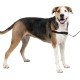 PetSafe, Easy Walk Dog Harness, The Ultimate No Pull Harness for Walks, Take Control and Teach Better Leash Behavior Small, Petrol/Grey
