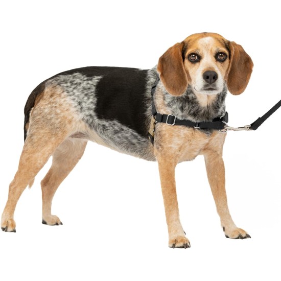 PetSafe, Easy Walk Dog Harness, The Ultimate No Pull Harness for Walks, Take Control and Teach Better Leash Behavior Small, Petrol/Grey PetSafe, Easy Walk Dog Harness, The Ultimate No Pull Harness for Walks, Take Control and Teach Better Leash Behavior Small, Petrol/Grey