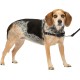 PetSafe, Easy Walk Dog Harness, The Ultimate No Pull Harness for Walks, Take Control and Teach Better Leash Behavior Small, Petrol/Grey