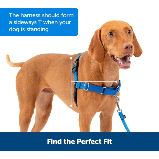 PetSafe, Easy Walk Dog Harness, The Ultimate No Pull Harness for Walks, Take Control and Teach Better Leash Behavior Small, Petrol/Grey PetSafe, Easy Walk Dog Harness, The Ultimate No Pull Harness for Walks, Take Control and Teach Better Leash Behavior Small, Petrol/Grey