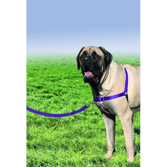 PetSafe, Easy Walk Dog Harness, The Ultimate No Pull Harness for Walks, Take Control and Teach Better Leash Behavior Small, Petrol/Grey PetSafe, Easy Walk Dog Harness, The Ultimate No Pull Harness for Walks, Take Control and Teach Better Leash Behavior Small, Petrol/Grey