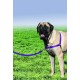 PetSafe, Easy Walk Dog Harness, The Ultimate No Pull Harness for Walks, Take Control and Teach Better Leash Behavior Small, Petrol/Grey