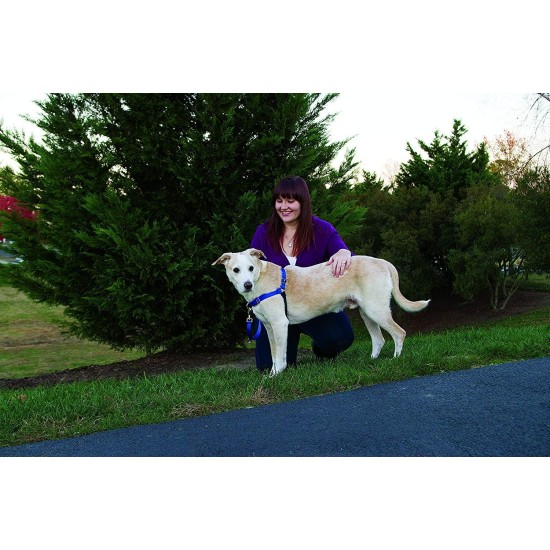 PetSafe, Easy Walk Dog Harness, The Ultimate No Pull Harness for Walks, Take Control and Teach Better Leash Behavior Small, Petrol/Grey PetSafe, Easy Walk Dog Harness, The Ultimate No Pull Harness for Walks, Take Control and Teach Better Leash Behavior Small, Petrol/Grey